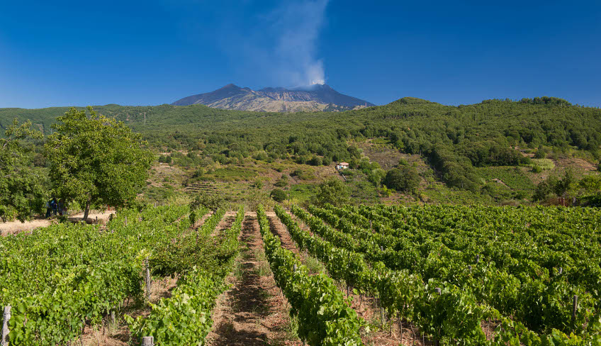 Vini dell'Etna Monte Gorna